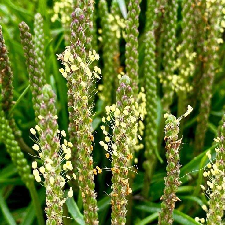 Plantago Arlin Plantago Arlin