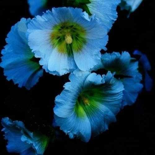 Blue Hollyhocks Arlin Blue Hollyhocks Arlin